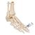Esqueleto do pé com parte da tíbia e fíbula, montado em arame, 1019357 [A31], Modelos de esqueletos da perna e pé (Small)
