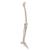 Esqueleto da perna, 1019359 [A35], Modelos de esqueletos da perna e pé (Small)