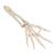 Esqueleto da mão, com parte da ulna e do radio, com montagem flexível, 1019369 [A40/3], Modelos de esqueletos do braço e mão (Small)