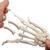 Esqueleto da mão, com parte da ulna e do radio, com montagem flexível, 1019369 [A40/3], Modelos de esqueletos do braço e mão (Small)