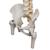 Coluna de luxo flexível com cabeças de fêmur, 1000126 [A58/6], Modelo de coluna vertebral (Small)