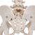 Esqueleto pélvico feminino, com cabeças de fêmur móveis, 1000135 [A62], Modelo de genitália e pelve (Small)