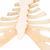 Esterno com cartilagem da costela, 1000136 [A69], Modelos de ossos individuais (Small)