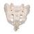 Sacro e Cóccix, 1000139 [A70/6], Modelos de vértebras (Small)