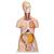Torso de luxo, masculino e feminino, em 20 partes, 1000197 [B32], Modelo de torso (Small)