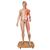 3B Scientific® Modelo asiático de corpo inteiro masculino e feminino, com 39 peças, 1000208 [B52], Modelo de musculatura (Small)