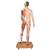 3B Scientific® Modelo asiático de corpo inteiro masculino e feminino, com 39 peças, 1000208 [B52], Modelo de musculatura (Small)