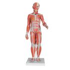 Figura Muscular Feminina Humana Completa com 1/2 Tamanho Real, sem Órgãos Internos, 21 partes - 3B Smart Anatomy, 1019232 [B56], Modelo de musculatura
