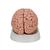 Cérebro clássico, 5 peças, 1000226 [C18], Modelo de cérebro (Small)