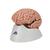 Cérebro clássico, 5 peças, 1000226 [C18], Modelo de cérebro (Small)
