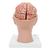 Cérebro com artérias montado sobre a base da cabeça, 8 partes, 1017869 [C25], Modelo de cérebro (Small)