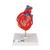 Coração clássico com pontagem coronária, 2 partes, 1017837 [G05], Modelo de coração e circulação (Small)