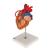 Coração com pontagem coronária, 2 vezes o tamanho natural, 4 partes, 1000263 [G06], Modelo de coração e circulação (Small)