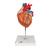 Coração, 2 vezes o tamanho natural,4 partes, 1000268 [G12], Modelo de coração e circulação (Small)