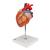 Coração, 2 vezes o tamanho natural,4 partes, 1000268 [G12], Informações sobre saúde e fitness (Small)