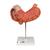 Estômago, 3 partes, 1000303 [K16], Modelo de sistema digestivo (Small)