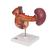 Órgãos abdominais posteriores, 1000309 [K22/2], Modelo de sistema digestivo (Small)