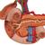 Órgãos abdominais posteriores, 1000309 [K22/2], Modelo de sistema urinário (Small)