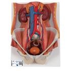 Sistema urinário masculino e feminino, 6 partes, 1000317 [K32], Modelo de sistema urinário