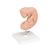 Embrião, 25 vezes o tamanho natural, 1014207 [L15], Modelo de gravidez (Small)