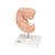 Embrião, 25 vezes o tamanho natural, 1014207 [L15], Ser humano (Small)
