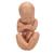 Pélvis com gravidez, 3 partes, 1000333 [L20], Modelo de gravidez (Small)