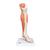 Perna com a musculatura e o joelho, em versão de luxo, 3 peças, 1000353 [M22], Modelo de musculatura (Small)