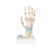 Modelo de esqueleto da mão com ligamentos e túnel do carpo, 1000357 [M33], Modelos de esqueletos do braço e mão (Small)