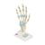 Modelo de esqueleto da mão com ligamentos e túnel do carpo, 1000357 [M33], Modelos de esqueletos do braço e mão (Small)