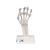 Esqueleto da mão com ligamentos elásticos, 1013683 [M36], Modelos de esqueletos do braço e mão (Small)