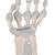 Esqueleto da mão com ligamentos elásticos, 1013683 [M36], Modelos de esqueletos do braço e mão (Small)
