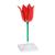 Flor tulipa (Tulipa gesneriana), modelo, 1017832 [T210101], Plantas monocotiledôneas (Small)
