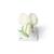 Ervilha (Pisum sativum), modelo, 1000535 [T21026], Plantas dicotiledôneas (Small)
