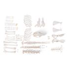 Esqueleto de coelho (Oryctolagus cuniculus var. Domestica), desarticulado, 1020986 [T30008U], Roedores (Rodentia)