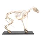Esqueleto de cachorro (Canis lupus familiaris), tamanho L, preparado, 1020989 [T300091L], Animais de estimação