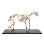 Esqueleto de cachorro (Canis lupus familiaris), tamanho M, preparado, 1020988 [T300091M], Carnívoros (Carnivora)