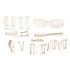 Esqueleto de cachorro (Canis lupus familiaris), tamanho M, desarticulado, 1020992 [T300091MU], Carnívoros (Carnivora)
