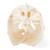 Cabeça de carpa (Cyprinus carpio), preparado, 1020963 [T30010], Peixes (Small)