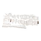 Esqueleto de porco (Sus scrofa domesticus), f, desarticulado, 1020997 [T300131FU], Osteologia