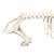 Esqueleto de porco domêstico (Sus scrofa domesticus), feminino, preparado, 1020996 [T300131f], Gado (Small)
