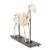 Esqueleto de cavalo (Equus ferus caballus), feminino, preparado, 1021002 [T300141f], Gado (Small)