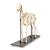 Esqueleto de cavalo (Equus ferus caballus), masculino, preparado, 1021003 [T300141m], Gado (Small)