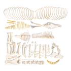 Esqueleto de cavalo (Equus ferus caballus), masculino,desarticulado, 1021005 [T300141mU], Osteologia
