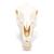 Crânio de cavalo (Equus ferus caballus), preparado, 1021006 [T300171], Gado (Small)