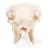 Crânio de ovelha domêstica (Ovis aries), masculino, preparado, 1021029 [T300181m], Gado (Small)