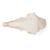 Crânio de ovelha domêstica (Ovis aries), masculino, preparado, 1021029 [T300181m], Gado (Small)