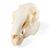 Crânio de coelho (Oryctolagus cuniculus var. Domestica), preparado, 1020987 [T300191], Roedores (Rodentia) (Small)