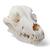 Crânio de cachorro (Canis lupus familiaris), tamanho L, preparado, 1020995 [T30021L], Carnívoros (Carnivora) (Small)