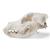 Crânio de cachorro (Canis lupus familiaris), tamanho L, preparado, 1020995 [T30021L], Carnívoros (Carnivora) (Small)
