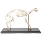 Esqueleto de gato (Felis catus), montado de forma flexível, preparado, 1020970 [T300391], Animais de estimação